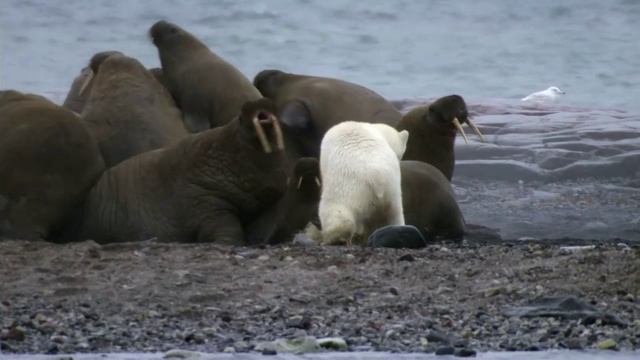 Белый медведь охотится на моржей. смотреть онлайн