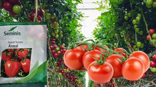 Top 5 best variety of tomato for Summer Season | Best hybrid variety of tomato | Tomato farming