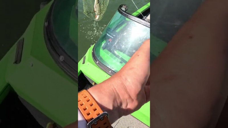 Трофей взят! Спасибо, Дон! #shorts #fishing #chub #norstream #голавль #рыбалка #спиннинг #дон