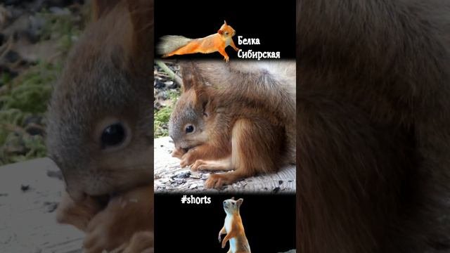 Бельчонок Гризли грызет семечки