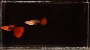 TUXEDO RED GUPPY   ГУППИ БЕРЛИНЦЫ