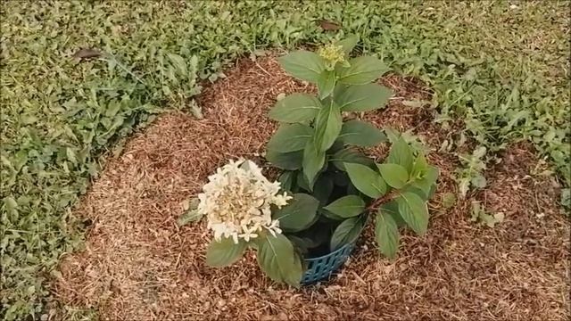 Влог/Дачные выходные/Освобождаю клумбы/Подкормила растишки/ смотреть онлайн