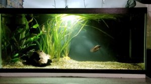 Кормление астронотусов живой рыбой.