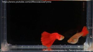 MOSCOW RED GUPPY / МОСКОВСКАЯ АЛАЯ ГУППИ