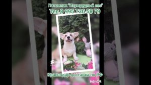 Питомник Вельш Корги Пемброк Изумрудный лес телефон 89957365879
