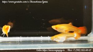 Таинственные альбиносы. Часть 7.  KOBRA RED ALBINO GUPPY.