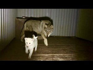 Якутский волк Братиш принял в стаю Детишек Волэндов.