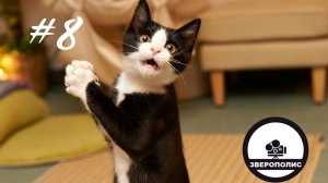 ПРИКОЛЫ С ЖИВОТНЫМИ ДО СЛЕЗ / Смешные КОТЫ / Приколы с ДОМАШНИМИ ПИТОМЦАМИ / Funny ANIMALS video #8