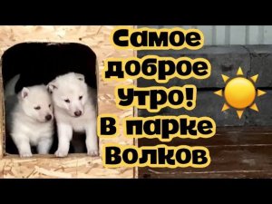 Самое доброе утро в Парке Волков. Волк Акела ещё больше показывает своё дружелюбие. Малыши карандаши
