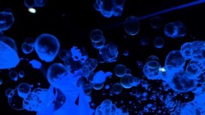 Екатерина ElMagia Шоу мыльных пузырей НЕОН(Ультрафиолет)