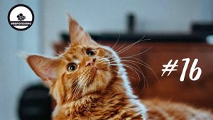 ПРИКОЛЫ С ЖИВОТНЫМИ ДО СЛЕЗ / Смешные КОТЫ / Приколы с ДОМАШНИМИ ПИТОМЦАМИ / Funny ANIMALS video#16