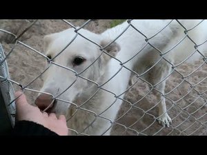 Новости парка ВОЛКОВ❗️как себя чувствует великан Йети⁉️