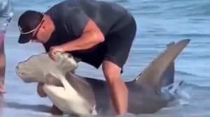 Спасение акулы-молота