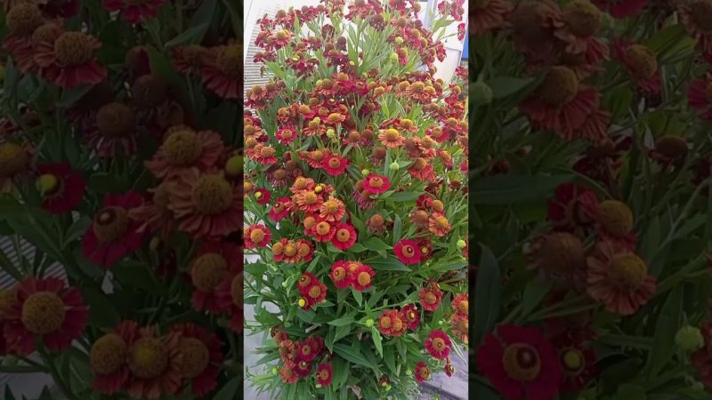 #цветы#цветы#цветы