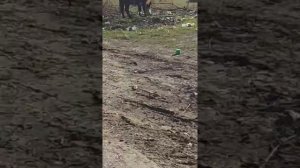 п.Затеречный Нефтекумский р-он, Ставропольский край