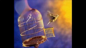 Виталий Лисицын - Авторская песня - Птица