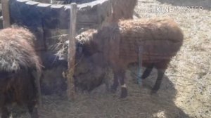 Супер кормушка для овец
