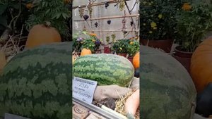 Выставка в Аптекарском огороде в Москве