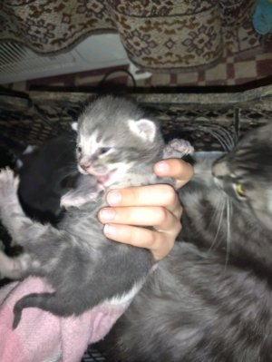 как оплачивать телефоном если нет NFC