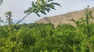 Хушобод (Янгиобод) Тут меваси(2021)