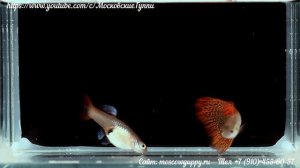 GUPPY RED LACE - ГУППИ КРАСНОЕ КРУЖЕВО. Самец и самка.