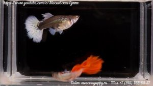 GUPPY PLATINUM PINK TAIL