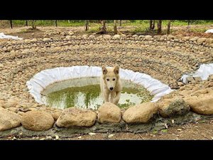 Самый главный обитатель парка пришёл проверить Пруд. Волк Акела всех строит перед собой.