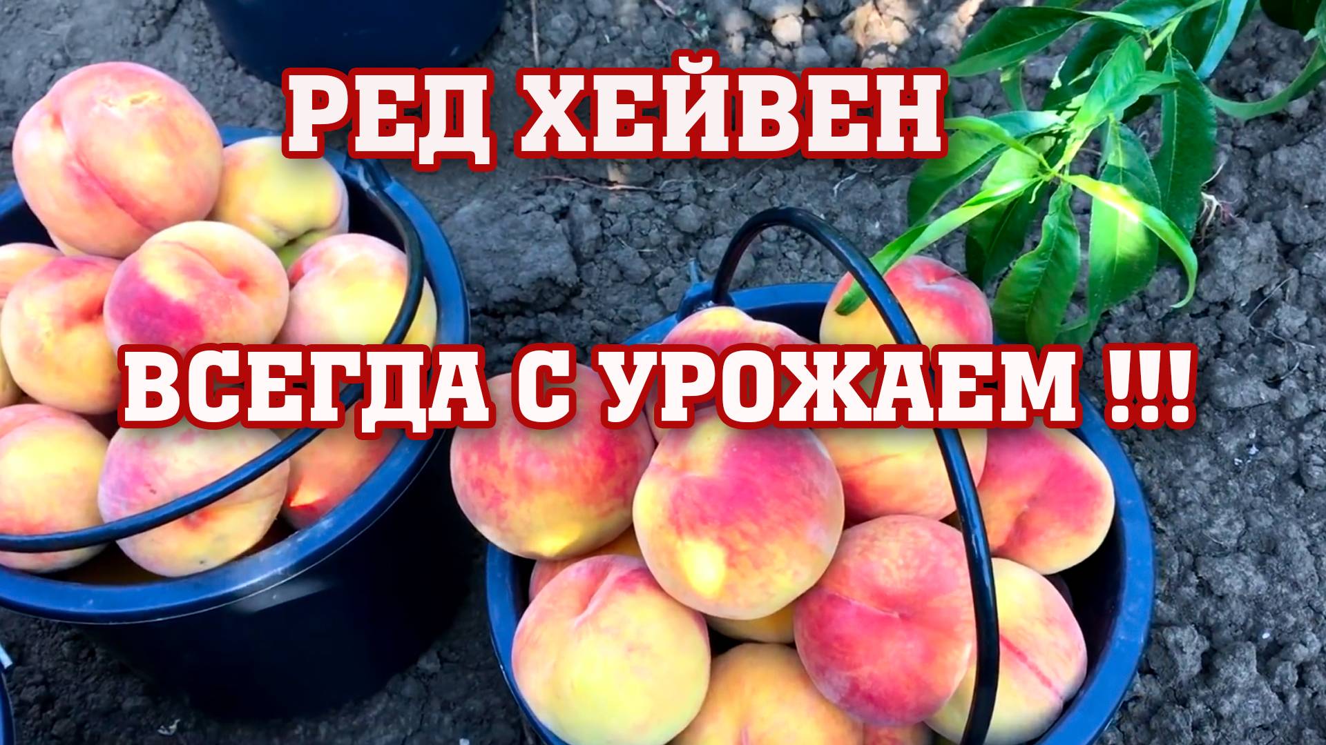 РЕДХЕЙВЕН - ВСЕГДА С УРОЖАЕМ !!! смотреть онлайн