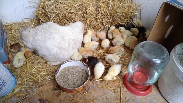 Квочка и 35 инкубаторских цыплят! 🐔🐥🐥🐥 смотреть онлайн