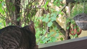 На веранде. In the evening on the veranda