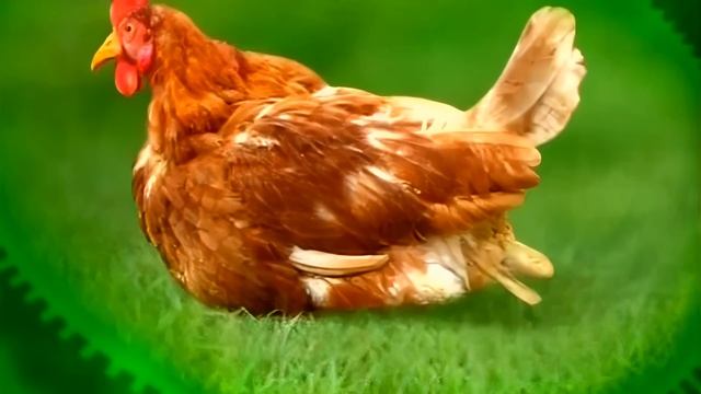 Галилео  Почему яйца такой формы?