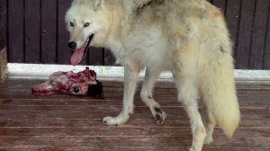 Полярный волк Кольт нападает через клетку. У соболя хитрое и агрессивное настроение.