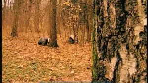 Галилео. Ниндзя ⚔ Ninja