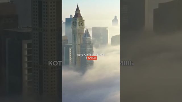 Как Дубай избавился от попрошаек и бездомных? #Дубай #ЖизньВДубае #НедвижимостьДубай #shorts