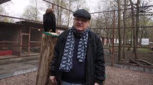 Орёл могильник (императорский)