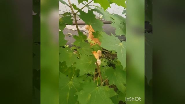 Бельчонок
