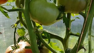 Томат Шоколадная фабрика 13,08,23