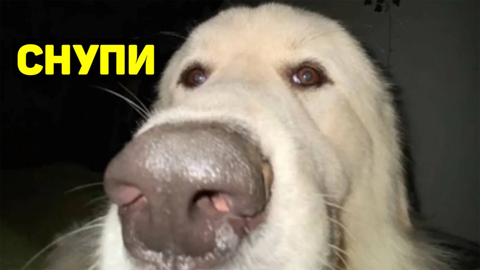 Приколы 2024 лучшие до слез тест на психику смешные видео попробуй не засмеяться тест на психику 53