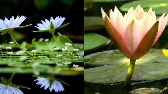 Альфия Юлчурина: Тонбоектарга карап смотреть онлайн