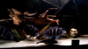 Фронтоза 2 года