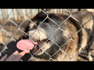 ШОК  Волки целуют мои руки⁉️ Парк Северных Волков.