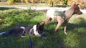 Реми и Дара, сентябрь, осеннее равноденствие. Вельш-корги пемброк, resque dog, городской парк