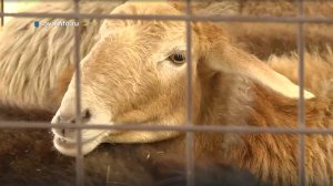 Элитные овцы эдильбаевской породы. Поволжская агропромышленная выставка