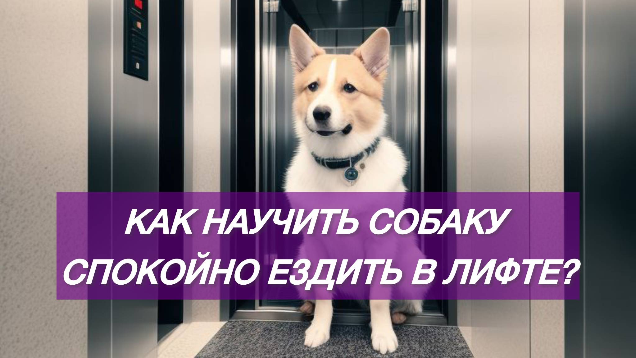 Как научить собаку спокойно ездить в лифте?