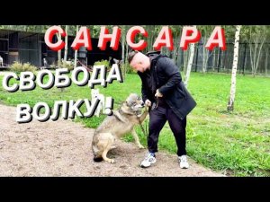 Якутского Волка Братиша выпускаем на СВОБОДУ. Сансара взял контроль над диким зверем.