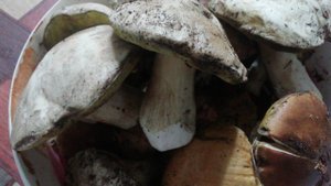 В лес за грибами.