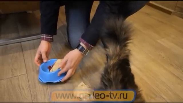 Галилео. Кошачьи выражения