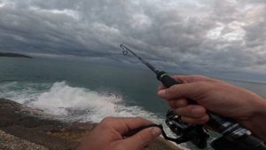 Leerfish topwater strike on rapala walk n roll-- light tackle