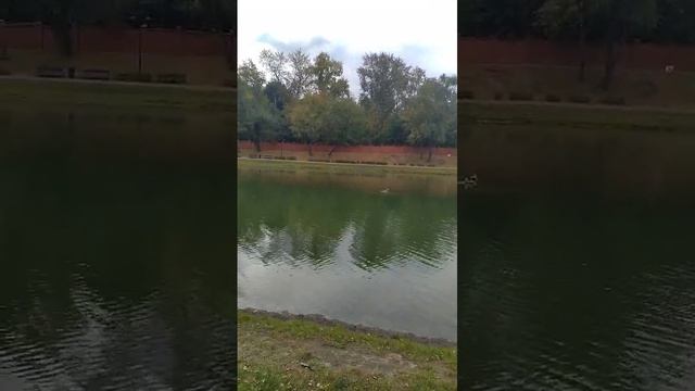 Калитниковский пруд. Цикл " Старые пруды Москвы" .