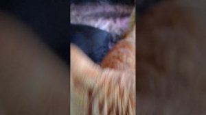 ТРИ МИНУТЫ ЛИЧНОЙ ЖИЗНИ😍🤔🖐️🐟🐠🦎🐈